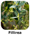 Fillirea